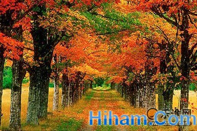 风味特产: cowichan手工毛线衣,枫树果露,新鲜三文鱼,生蚝_易速网 加东最知名的赏枫点当属枫叶大道,所谓枫叶大道,是指连结多伦多、蒙特利尔、渥太华、魁北克的40号、417号和407号公路。这三条公路经过圣劳伦斯河、安大略山及湖,总长800公里。一路上,湖光山色与枫林相辉映,仿佛风景画般引人入胜。 (一)魁北克省: 1、ca p tourmente 国家野生保护区 赏枫赏鸟 历史名城魁北克枫华万千,搭乘豪华游艇沿着圣劳伦斯河而行,一路秋水长天。蒙特伦斯瀑布两岸的枫红妩媚动人。充满诺曼底风味的奥尔良岛枫林绵延,还有枫糖厂可以参观。占尽地利的魁北克除
