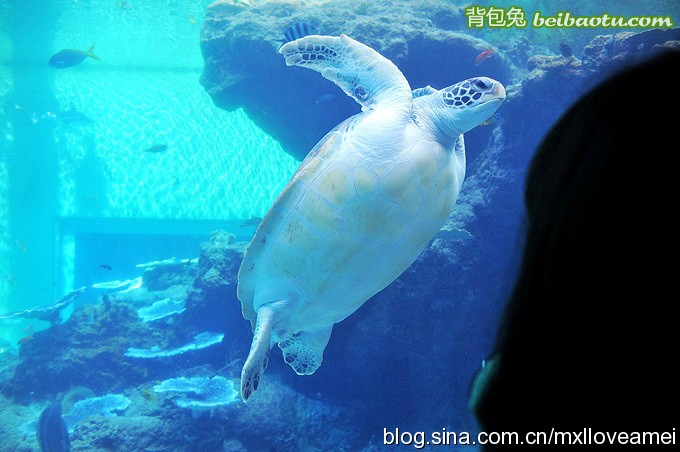 大鱼都在深水区吗 20110609103723747.jpg