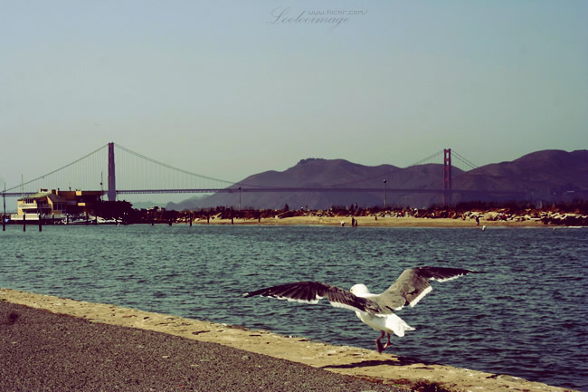 ɽɽ˵ĩa <wbr>relaxing <wbr>weekend <wbr>in <wbr>sf