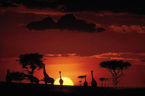 masai mara