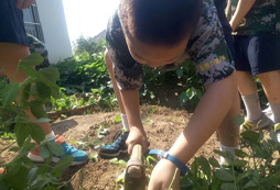 学员认真挖花生
