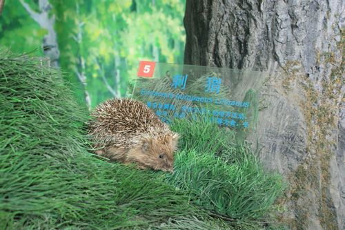 英孚世博夏令营鈥斪呓匀徊┪锕 英孚世博夏令营鈥斪呓匀徊┪锕