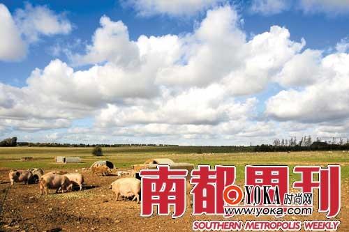 old farm dorn农场上的猪过着无忧无虑的日子。
