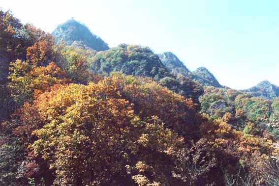 八仙山  台湾三大林场之一（图）：台湾旅游景点