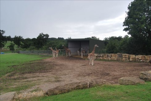 عȻ--longleat <wbr>safari <wbr>park(Ұ԰-1
