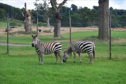 عȻ--longleat <wbr>safari <wbr>park(Ұ԰-1