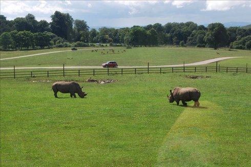 عȻ--longleat <wbr>safari <wbr>park(Ұ԰-2