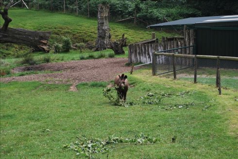 عȻ--longleat <wbr>safari <wbr>park(Ұ԰-2