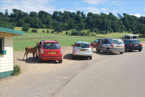 عȻ--longleat <wbr>safari <wbr>park(Ұ԰-2