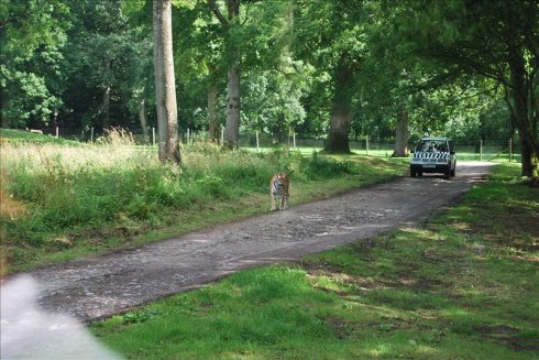 عȻ--longleat <wbr>safari <wbr>park(Ұ԰-2