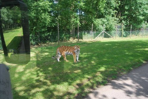 عȻ--longleat <wbr>safari <wbr>park(Ұ԰-2