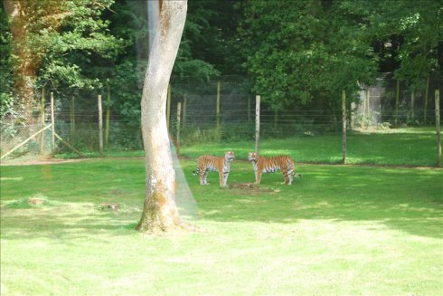 عȻ--longleat <wbr>safari <wbr>park(Ұ԰-2
