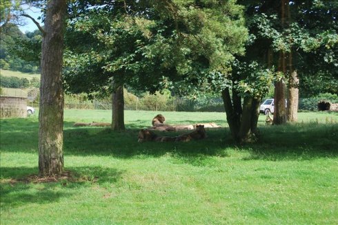 عȻ--longleat <wbr>safari <wbr>park(Ұ԰-3