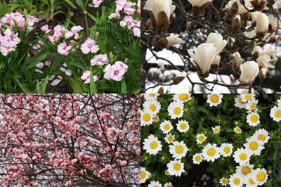 ȣbeijing <wbr>botanical <wbr>garden <wbr>ֲ԰