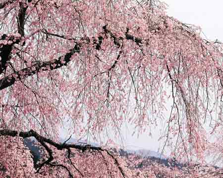 庆尚道樱花节热闹登场