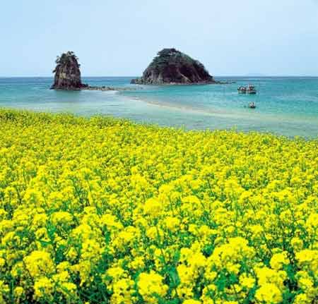 济州油菜花海边怒放